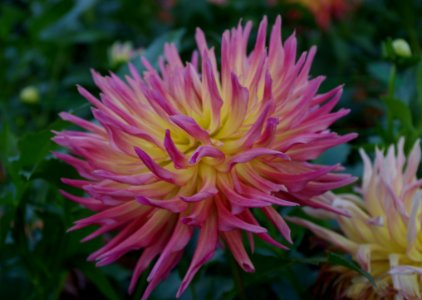 Dahlia.8