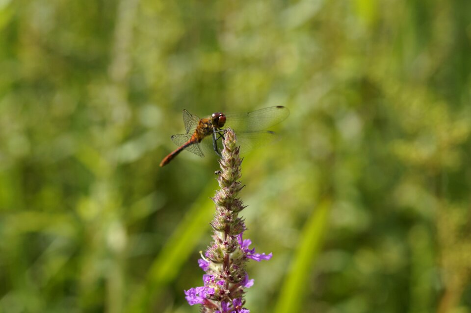 Loosestrife wetlands near shore