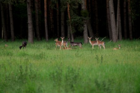Dama dama in the Spandauer Forst 2020-06-03 16