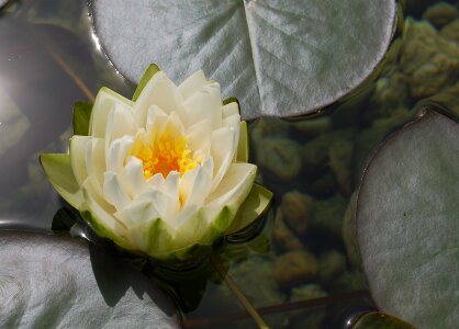 Lake rose pond blossom photo