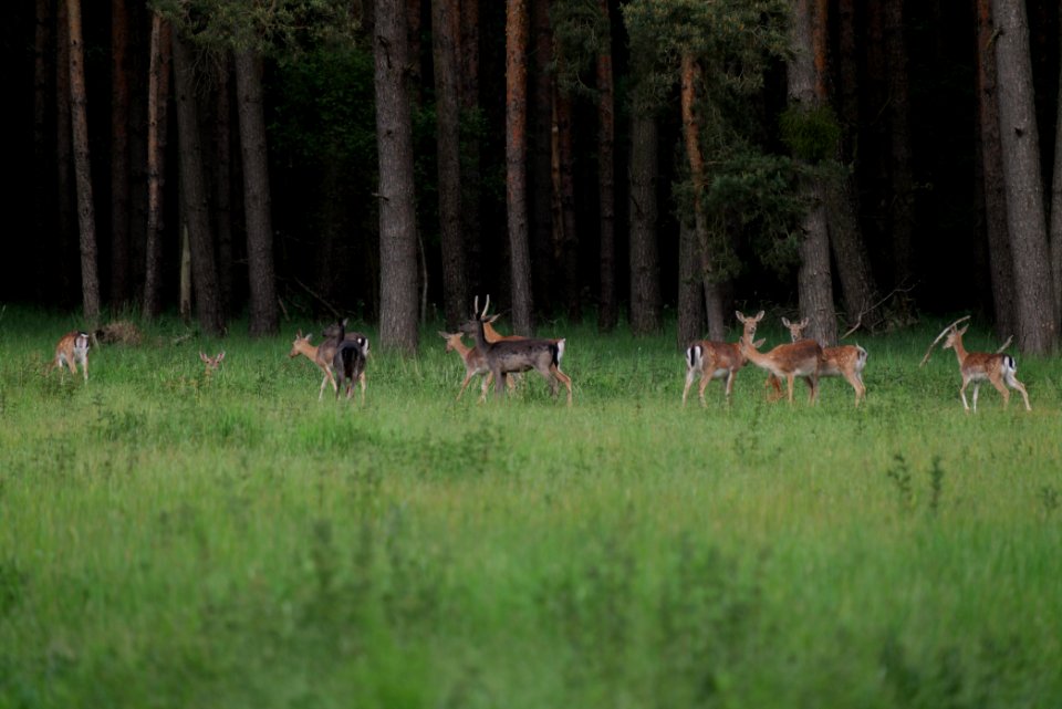 Dama dama in the Spandauer Forst 2020-06-03 19