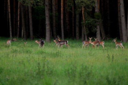 Dama dama in the Spandauer Forst 2020-06-03 19