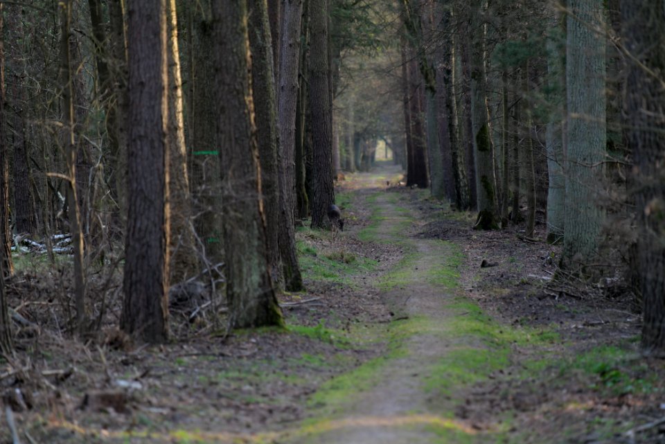 Dama dama on a track in the Spandauer Forst 2020-04-11 01