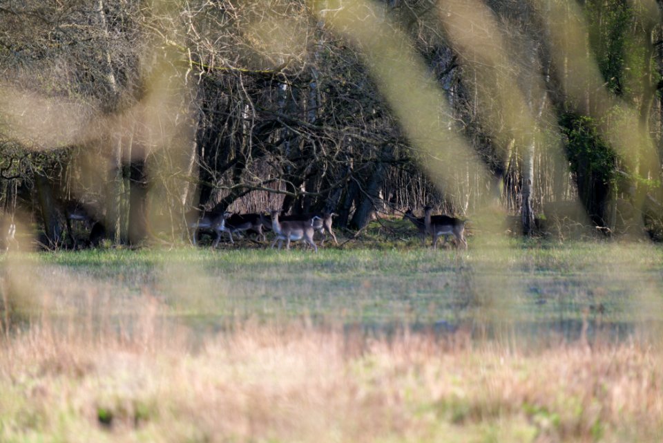 Dama dama in the Spandauer Forst 2020-04-14 04