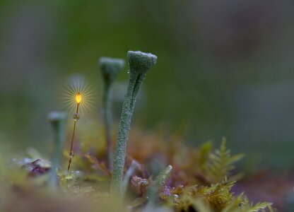 Moss flower image editing light