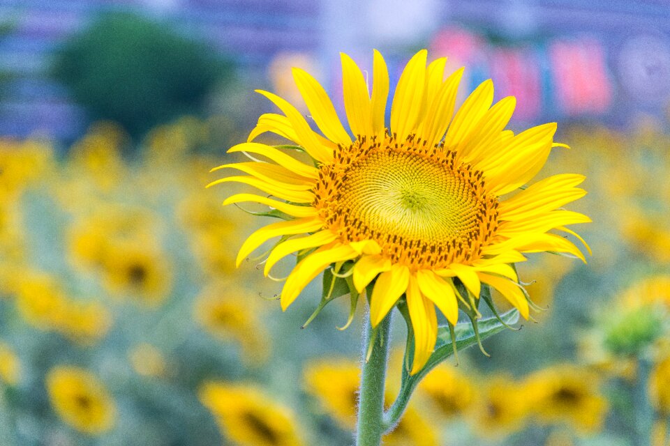 Sunflower yellow flowers nature
