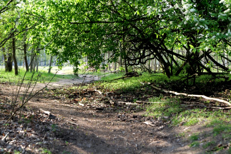 Dahlemer Feld Grunewald 2021-05-10 14