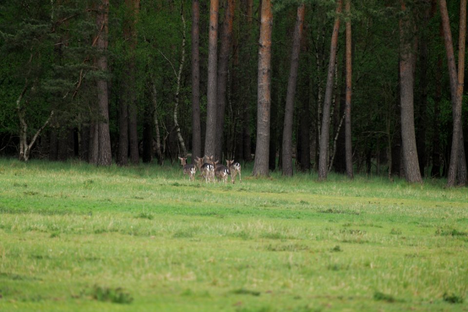 Dama dama in the Spandauer Forst 2020-04-28 05