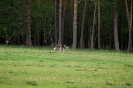 Dama dama in the Spandauer Forst 2020-04-28 05