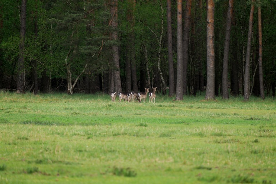 Dama dama in the Spandauer Forst 2020-04-28 06