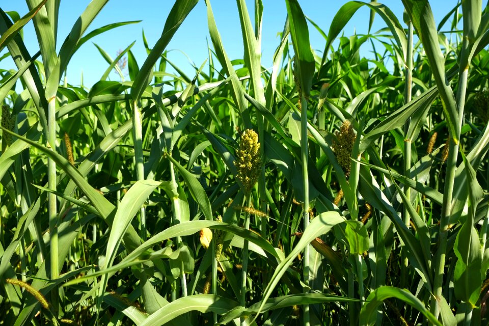 Agriculture plant corn on the cob