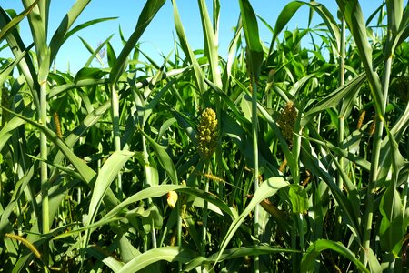 Agriculture plant corn on the cob photo