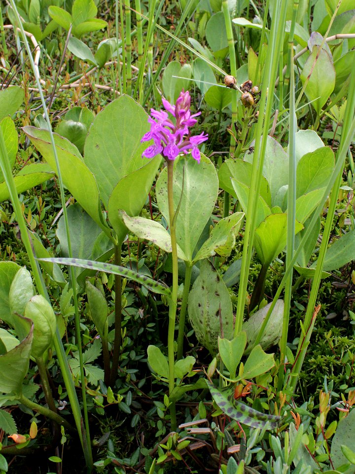 Dactylorhiza traunsteineri Oulu, Finland 18.06.2013 img 1