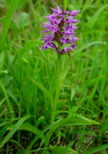 Dactylorhiza aristata in Mount Sannomine 2002-06-16
