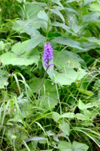 Dactylorhiza maculata 02