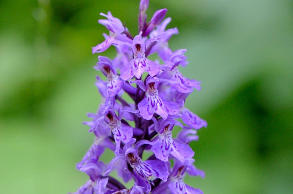 Dactylorhiza maculata1 photo