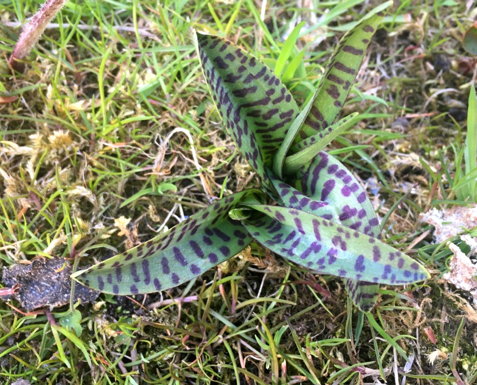 Dactylorhiza leaves