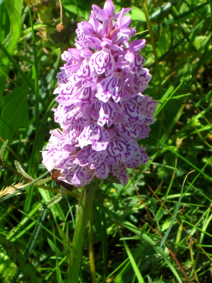Dactylorhiza fuchsii 1