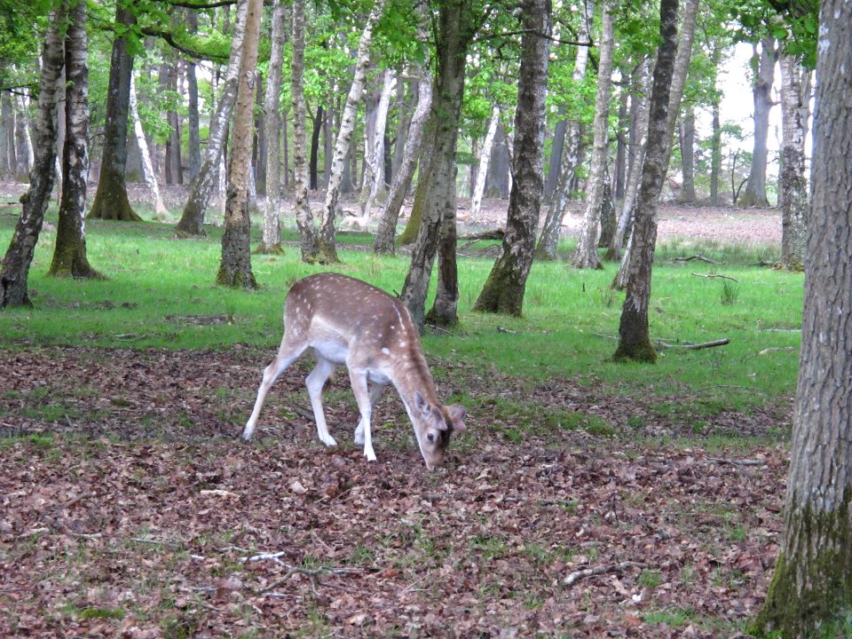 Daim, Espace Rambouillet, France 06