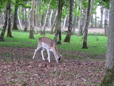 Daim, Espace Rambouillet, France 06