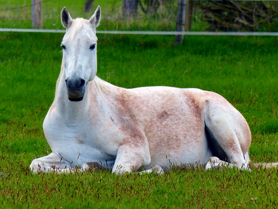 Rest concerns white horse