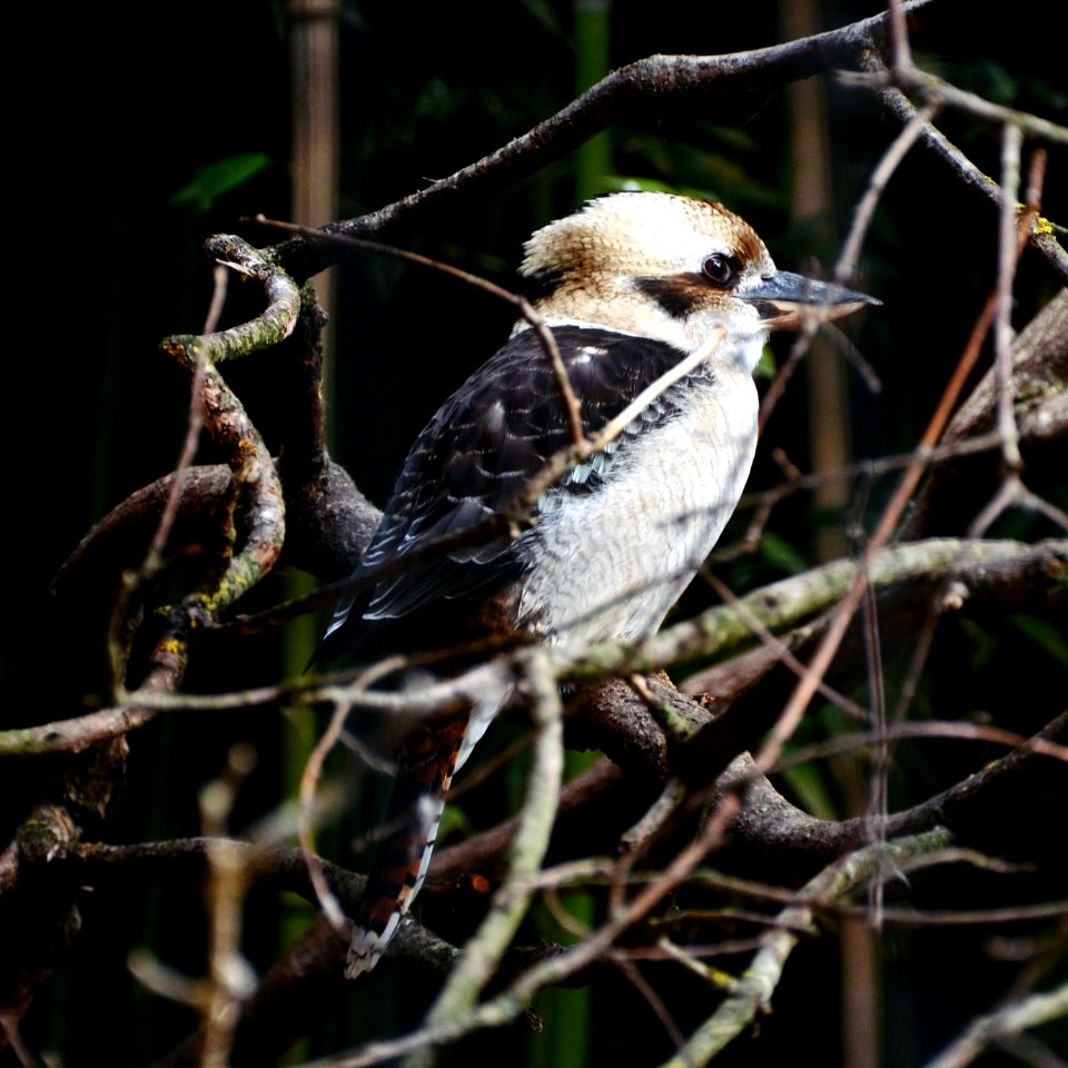 Dacelo novaeguineae Parc des Oiseaux 21 10 2015 1