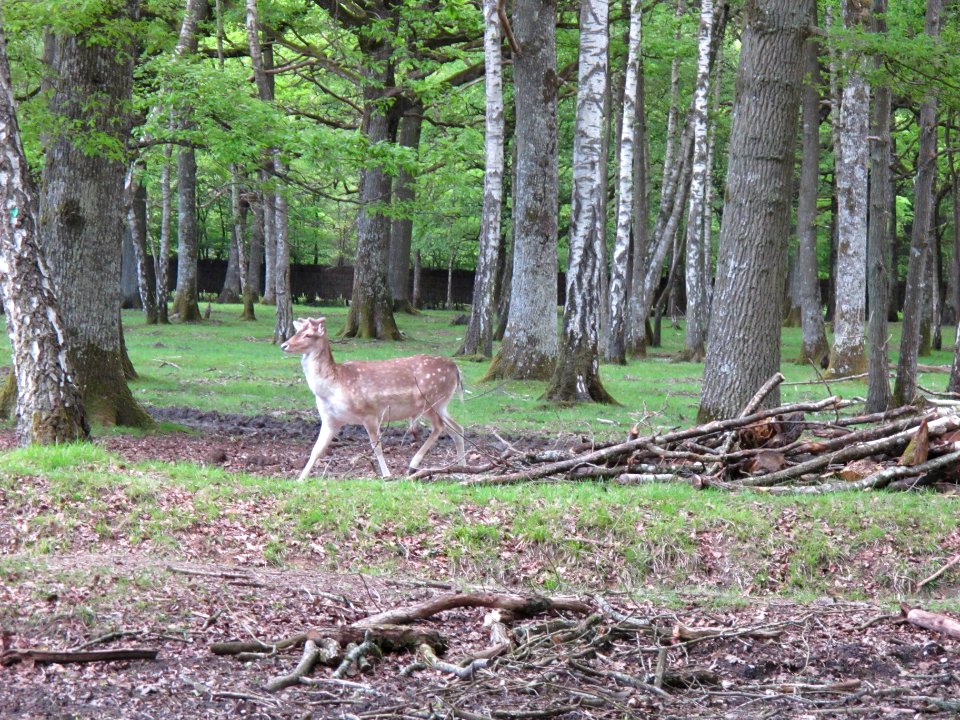 Daim, Espace Rambouillet, France 11