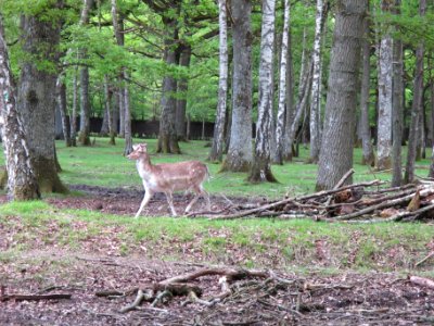 Daim, Espace Rambouillet, France 11