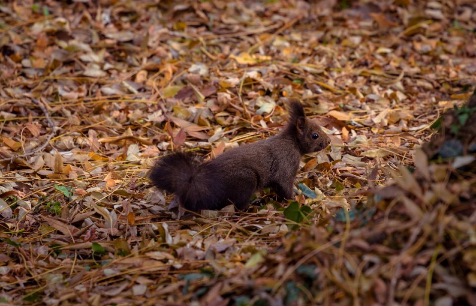 Nature portrait squirrel