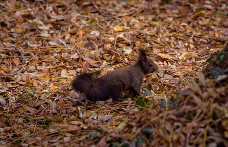 Nature portrait squirrel