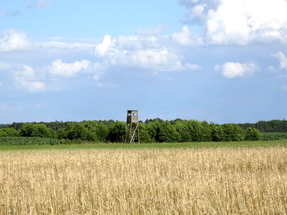 Dabrowa Wielka fields 5 7-2015