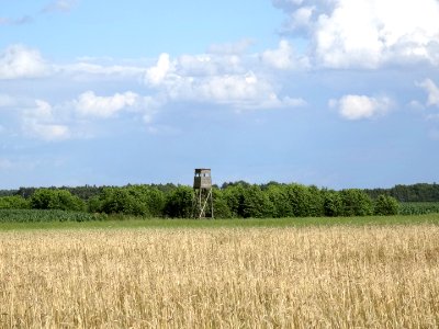 Dabrowa Wielka fields 5 7-2015