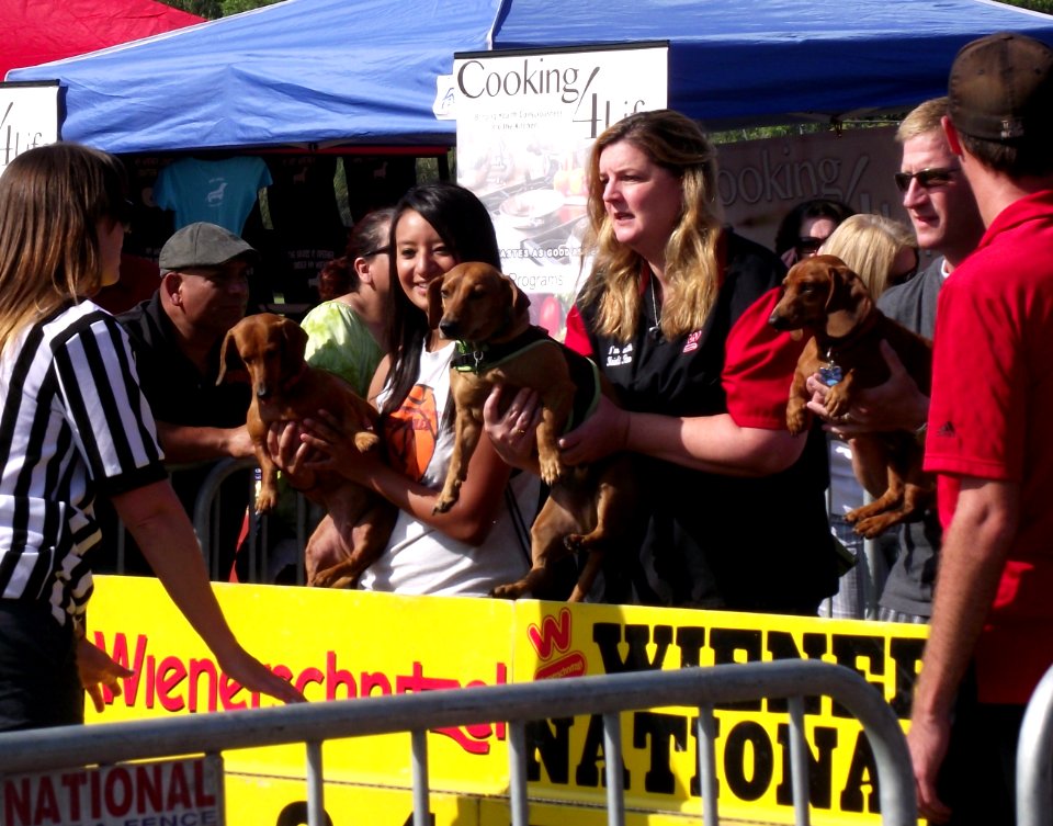 Dachshund races san diego, starting gate