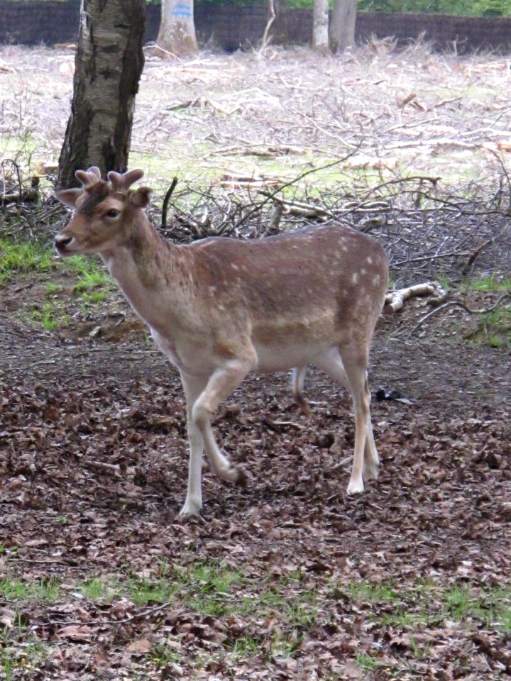 Daim, Espace Rambouillet, France 02