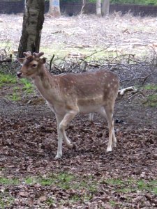 Daim, Espace Rambouillet, France 02