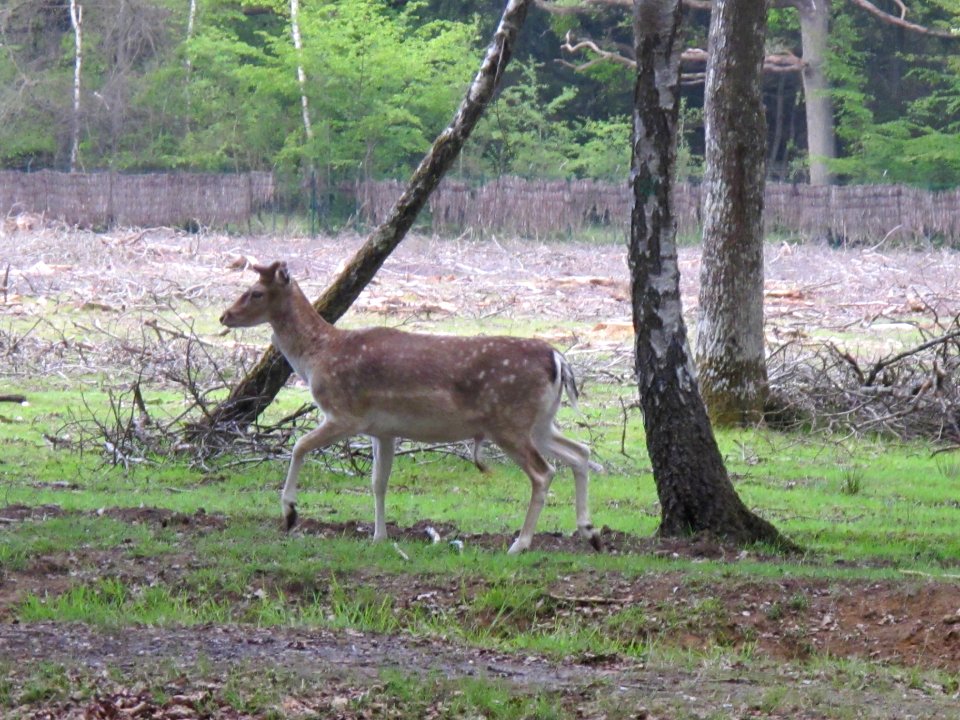 Daim, Espace Rambouillet, France 12