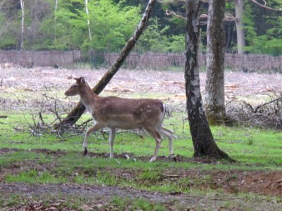 Daim, Espace Rambouillet, France 12