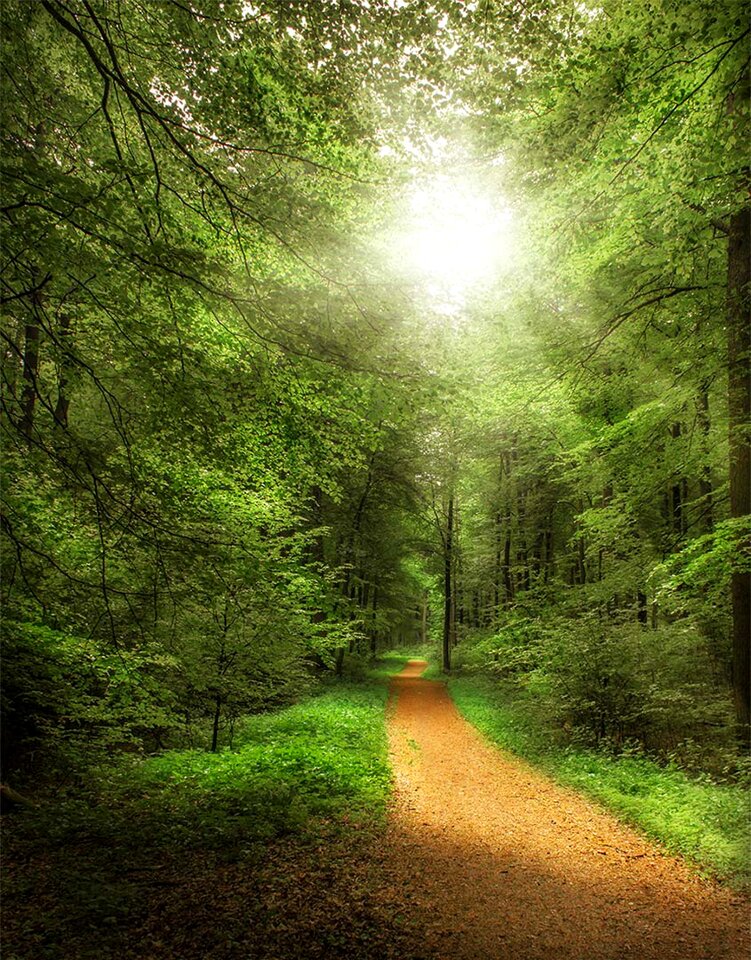 Nature trees sunny