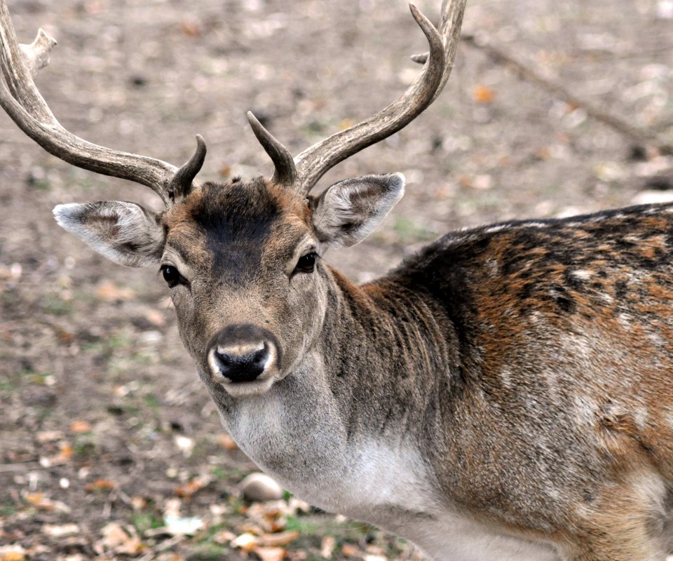 Daim Portrait Parc Sainte-Croix 22092018 1