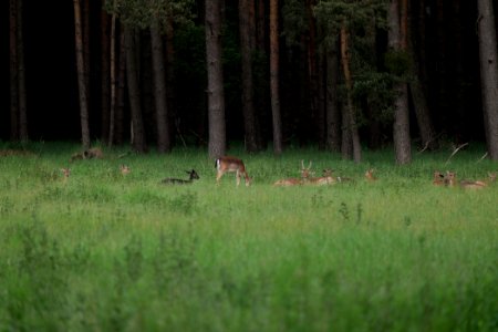 Dama dama in the Spandauer Forst 2020-06-03 11