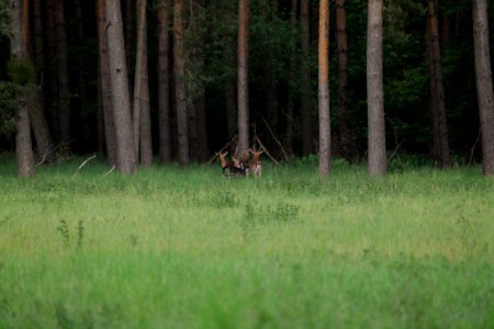 Dama dama in the Spandauer Forst 2020-06-03 22