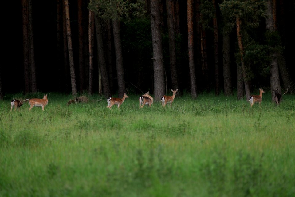 Dama dama in the Spandauer Forst 2020-06-03 25