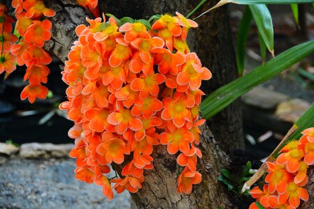 Thailand orange pansy
