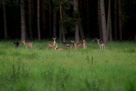 Dama dama in the Spandauer Forst 2020-06-03 18