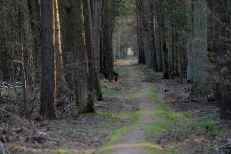 Dama dama on a track in the Spandauer Forst 2020-04-11 02