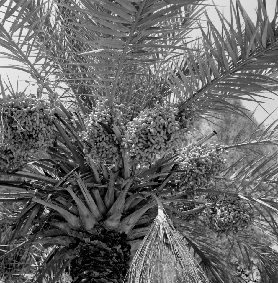 Dadelpalm vol dadels, Bestanddeelnr 255-4262