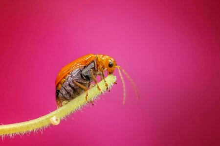 Nature animal detailed