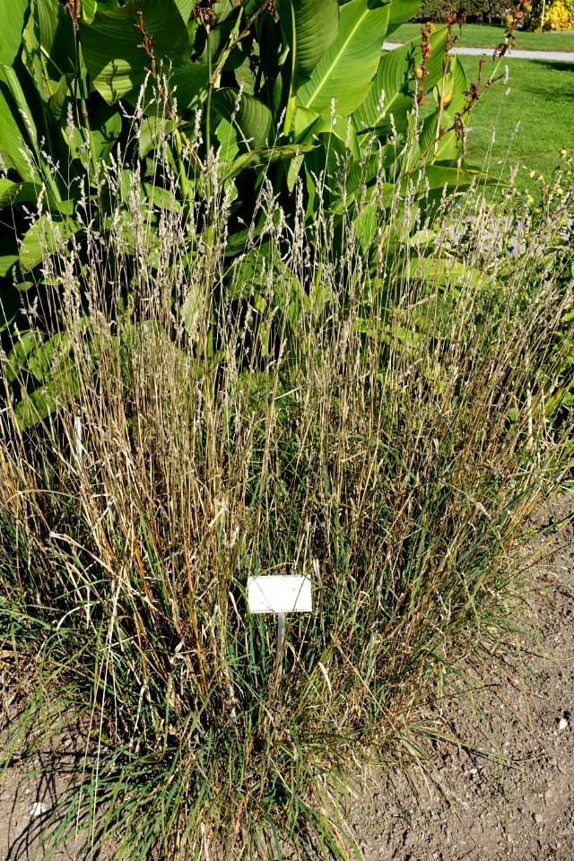 Dactylis glomerata subsp. aschersoniana (Dactylis aschersoniana) - Bergianska trädgården - Stockholm, Sweden - DSC00554