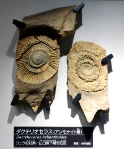 Dactylioceras helianthoides - National Museum of Nature and Science, Tokyo - DSC07012