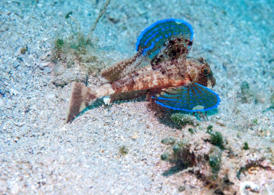 Dactylopterus Volitans (157857359)